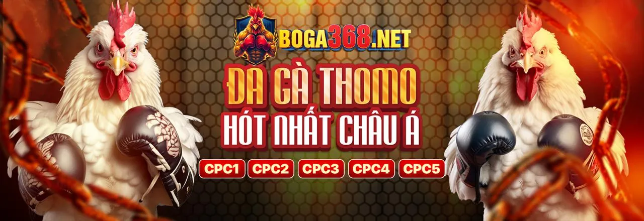 Trận đá gà kịch tính tại 7ball đăng nhập